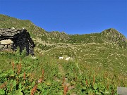 Bocchetta di Budria-Monte Azzaredo ad anello fiorito-10lu22 - FOTOGALLERY